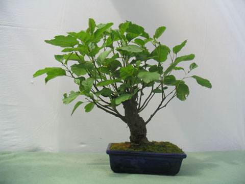 Abedul Negro 1