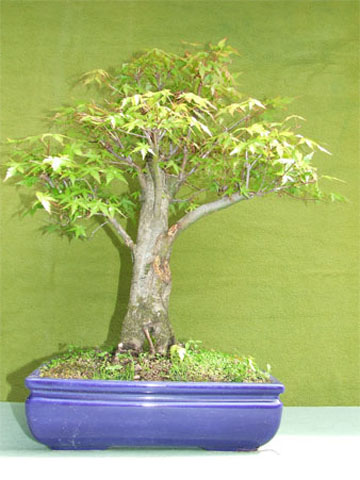 Acer Japonico 1