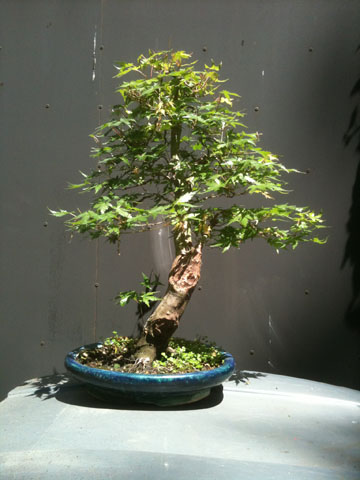 Acer Japonico 2