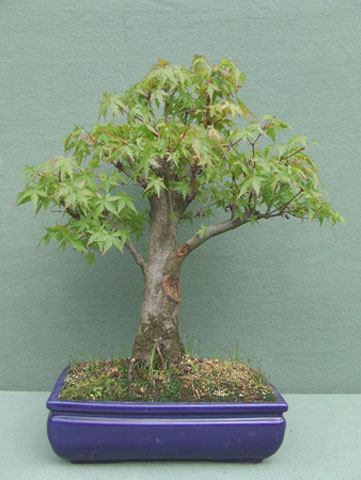 Acer Japonico 3