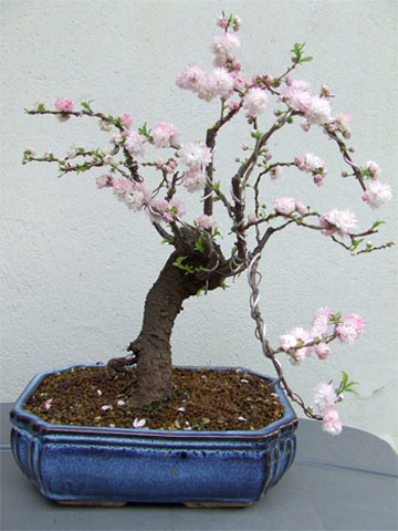 Almendruco-en-flor