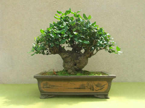 Boldo - Premio Al mejor de los mejores ExpoBonsai 2007