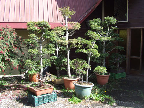 Bonsai Gigantes