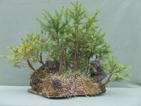 Bosque de Picea