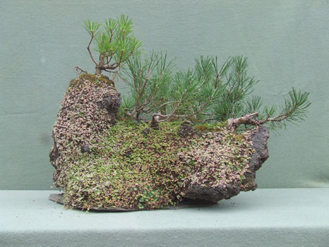 Bosque de Pino Mugo