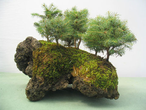 Bosquete de Picea