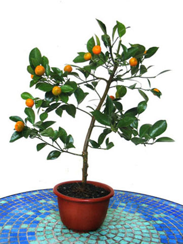 Calamandin