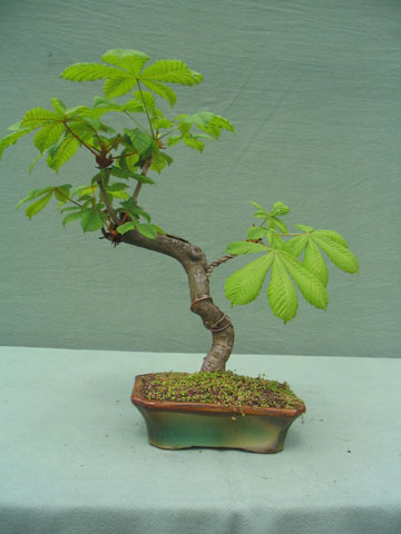 Castano de la Inida