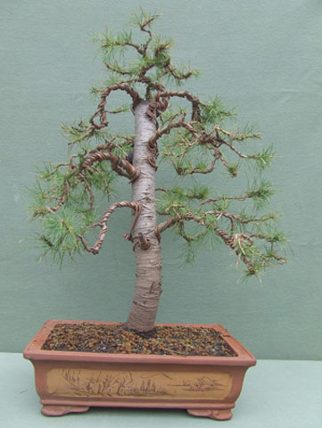 Cedro del Libano