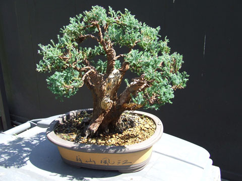 Chamaecyparis Elwoody 4