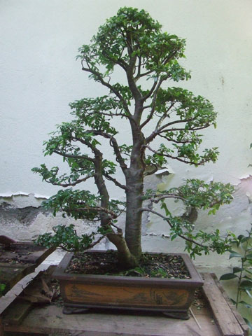 Coihue 7