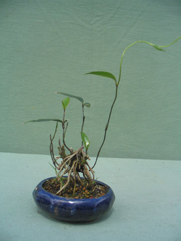 Copihue