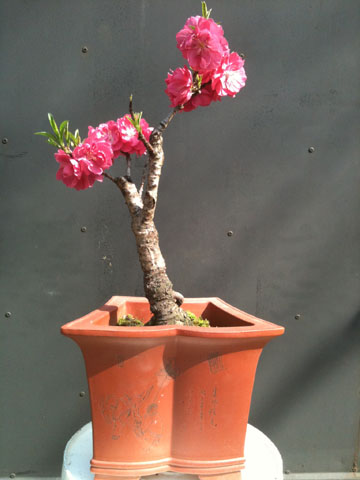 Durazno en Flor
