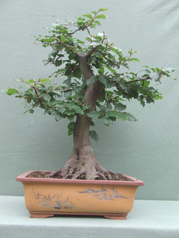 Haya 1