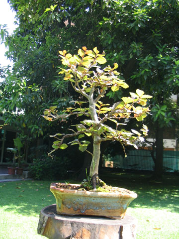 Haya 2