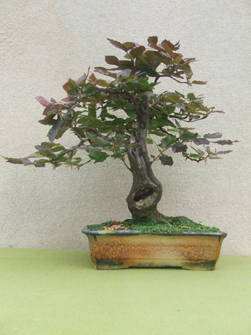 Haya 3