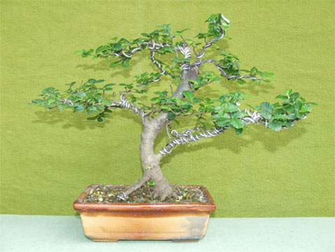 Lenga 2