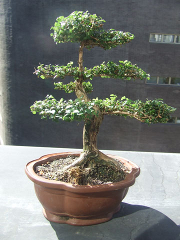 Leonicera 1