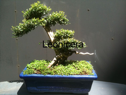 Leonicera 2