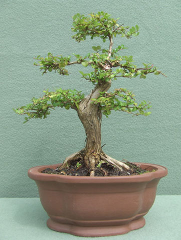 Leonicera