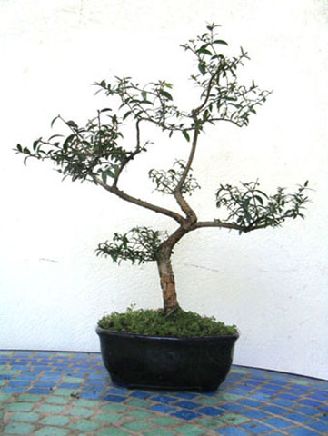 Mirto