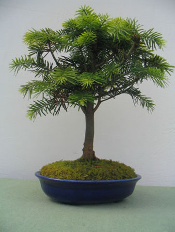 Pino Abeto 1