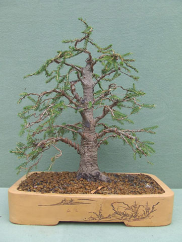 Pino Abeto 2