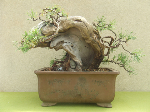Pino Mugo - Tanuki