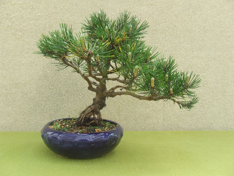 Pino Mugo 1