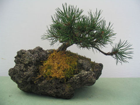 Pino Mugo 10