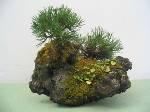 Pino Mugo 3