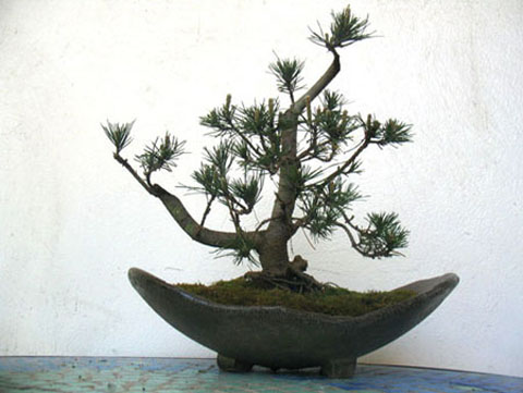 Pino Mugo 5