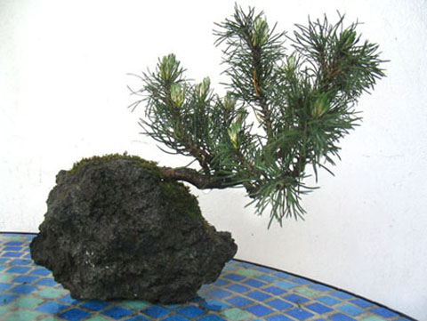 Pino Mugo 7