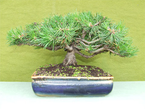 Pino Mugo 8
