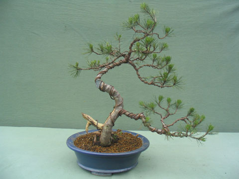 Pino Mugo 9