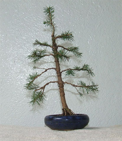 Pino-Picea