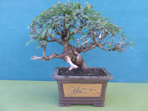 Roble Pellin 1