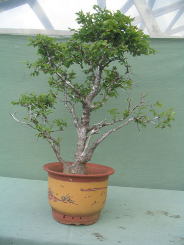 Roble Pellin 2