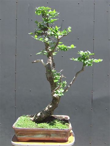 Roble Pellin 3