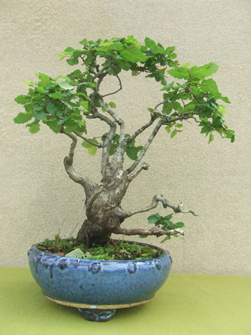Roble Pellin 5