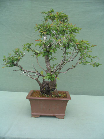 Roble Pellin 6