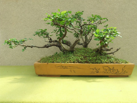 Roble Pellin