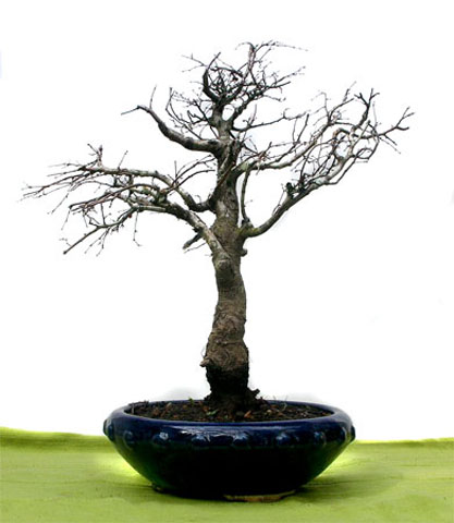 Roble-Pellin