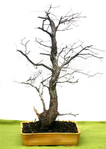 Roble-en-Invierno 1