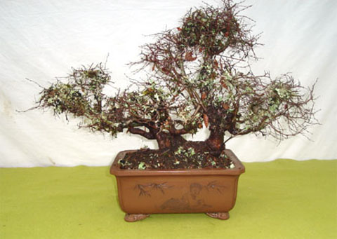 Roble-en-Invierno 2